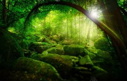 翠绿的灌木树木森林灌木丛树木苔藓阳光绿色的背景图片Banner背高清图片
