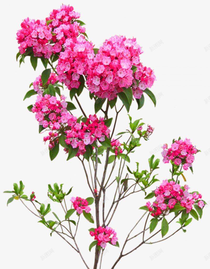 一棵漂亮的粉红色花树图片png免抠素材_新图网 https://ixintu.com   一 棵 漂亮的 粉红色 手绘 花朵 花卉 花树 绿色 小叶 插画 图片