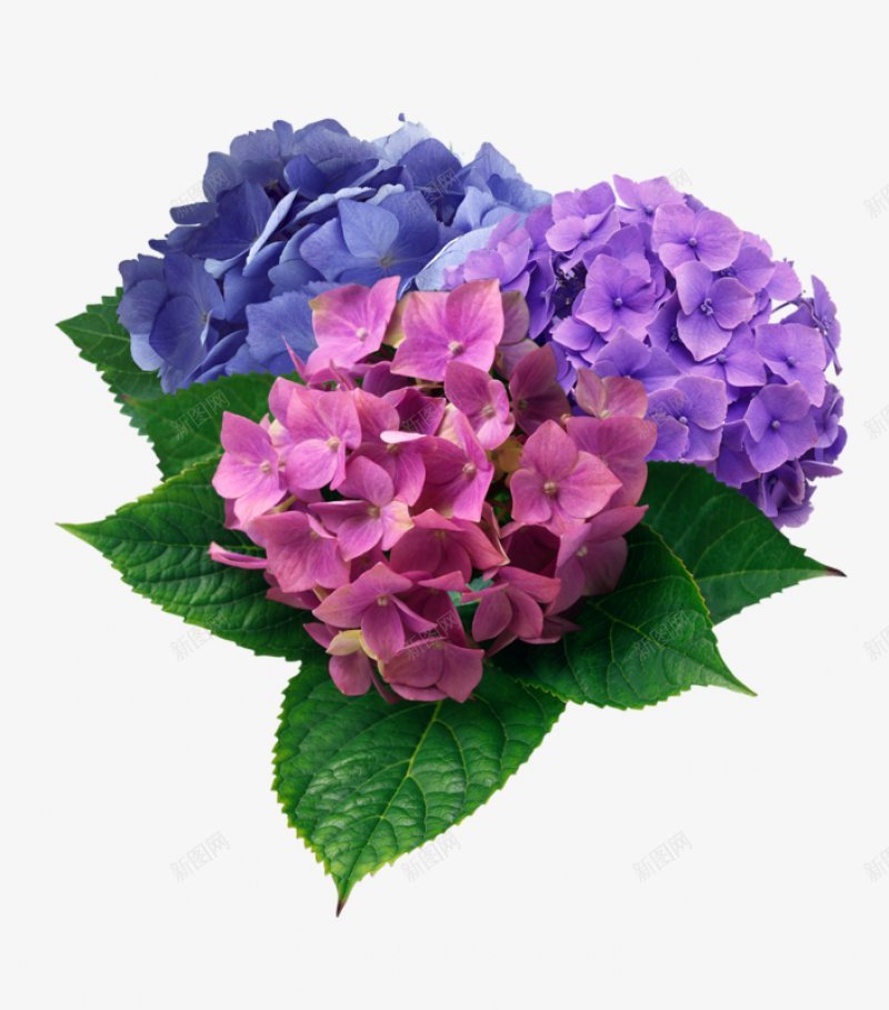 手绘美丽的花束装饰图png免抠素材_新图网 https://ixintu.com 鲜花  花朵  绽开 明亮的 粉色的 紫色 蓝色 绿色 色彩鲜艳 叶子 植物 装饰 春天 充满活力 集合 花元素