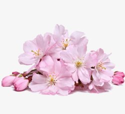 一簇手绘的盛开的樱花和樱花花苞素材