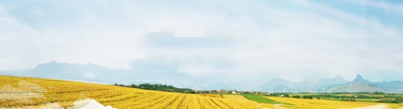 稻田Banner背景超大气背景a背景