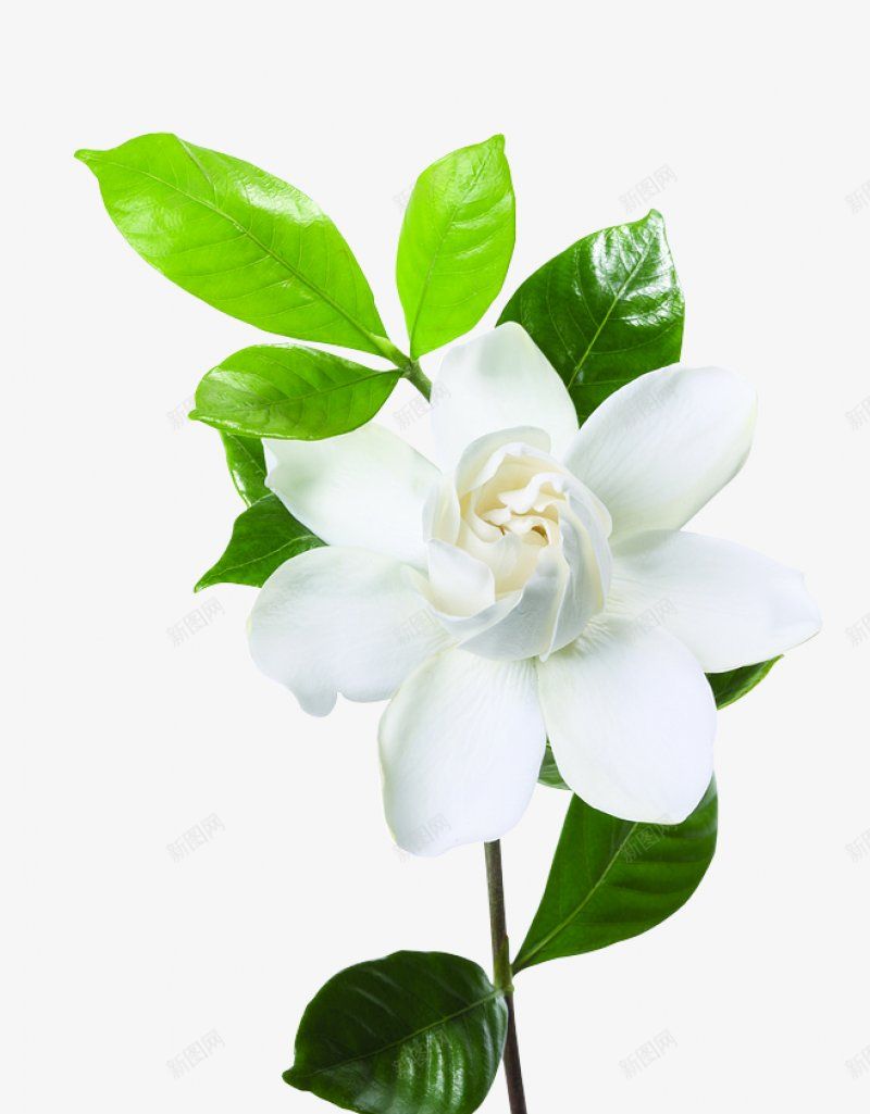 白色花朵实用png免抠素材_新图网 https://ixintu.com 实用 白色花朵