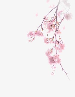 春字贴画背景水彩粉红色花朵花枝插画图高清图片