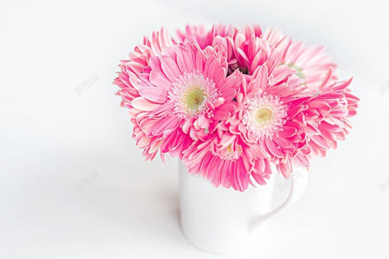 纯色背景花朵植物jpg设计背景_新图网 https://ixintu.com 纯色背景图片 花朵植物