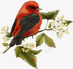 手绘水彩画的花果叶子和小鸟装饰素材