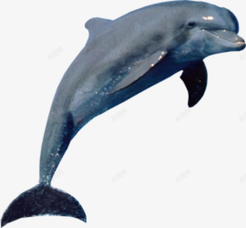 动物海豚动物无透明合成动物png免抠素材_新图网 https://ixintu.com 动物 动物海豚 合成 无 海豚 透明