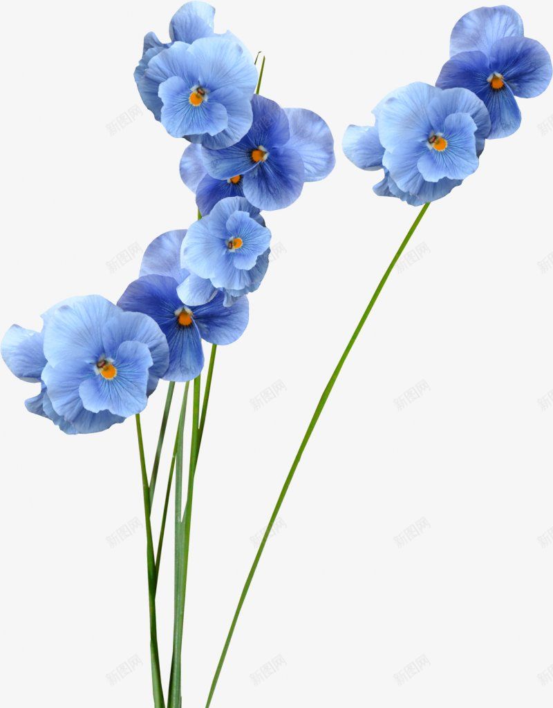 手绘蓝色花朵鲜花透明图png免抠素材_新图网 https://ixintu.com  鲜花 绿植  手绘花朵 水彩画   飘落 花朵 蓝色花朵 透明 鲜花图案