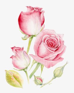 水彩小清粉色玫瑰装饰图素材