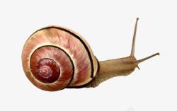 嵴椎细节图一只软体动物小蜗牛高清图片