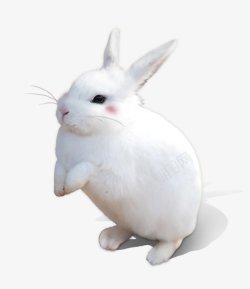 兔子玉兔织女七夕节淘宝活动海报枝子花开素材