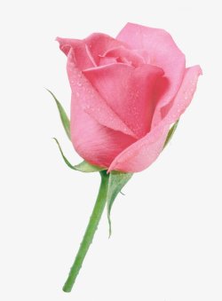 红粉色玫瑰花朵灬灬植物花朵鲜花花卉玫瑰花郁金素材