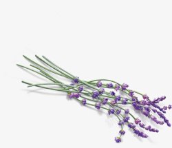 紫色薰衣草透明灬灬植物花朵鲜花花卉玫瑰花郁金素材