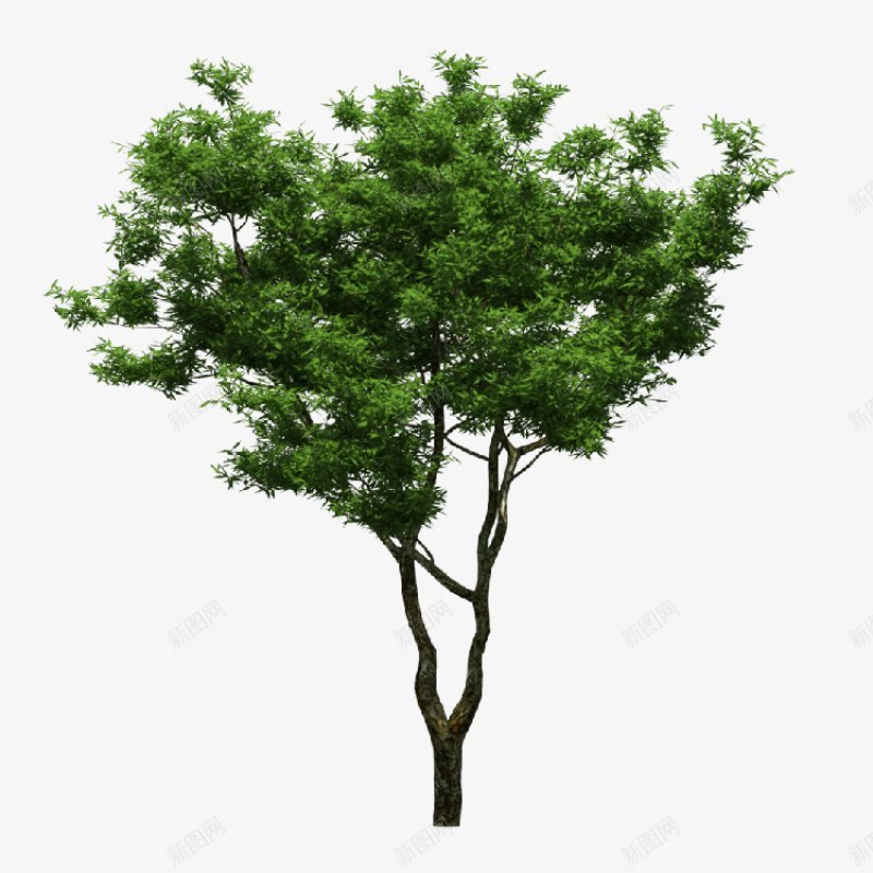 透明树木大全一植物png免抠素材_新图网 https://ixintu.com 植物 透明树木图片大全一