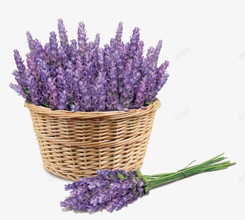 紫色薰衣草透明灬小狮子灬植物花朵鲜花花卉玫瑰花郁金png免抠素材_新图网 https://ixintu.com 免扣 植物花朵 牡丹花 玫瑰花 花卉 花瓣 荷花 薰衣草 郁金香 鲜花