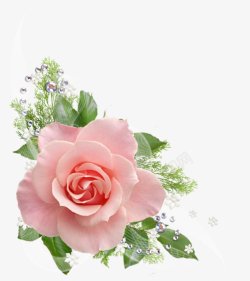 透明背景植物花朵鲜花花卉玫瑰花郁金香薰衣素材