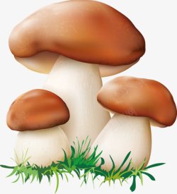 新鲜的蘑菇插图素材