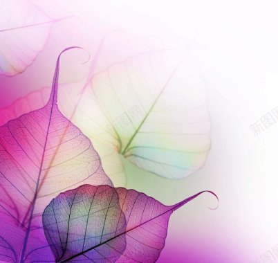 紫色透明树叶背景图片背景