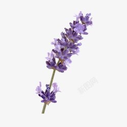 紫色薰衣草透明灬小狮子灬植物花朵鲜花花卉玫瑰花郁金素材