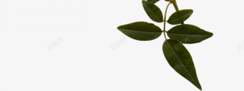绿叶小草第一集植物png免抠素材_新图网 https://ixintu.com 植物 绿叶小草图片第一集