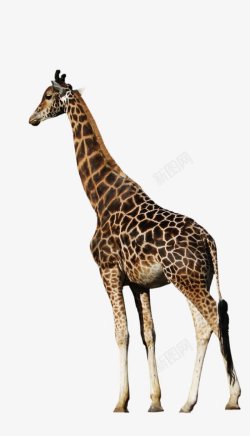 长颈鹿无背景动物素材