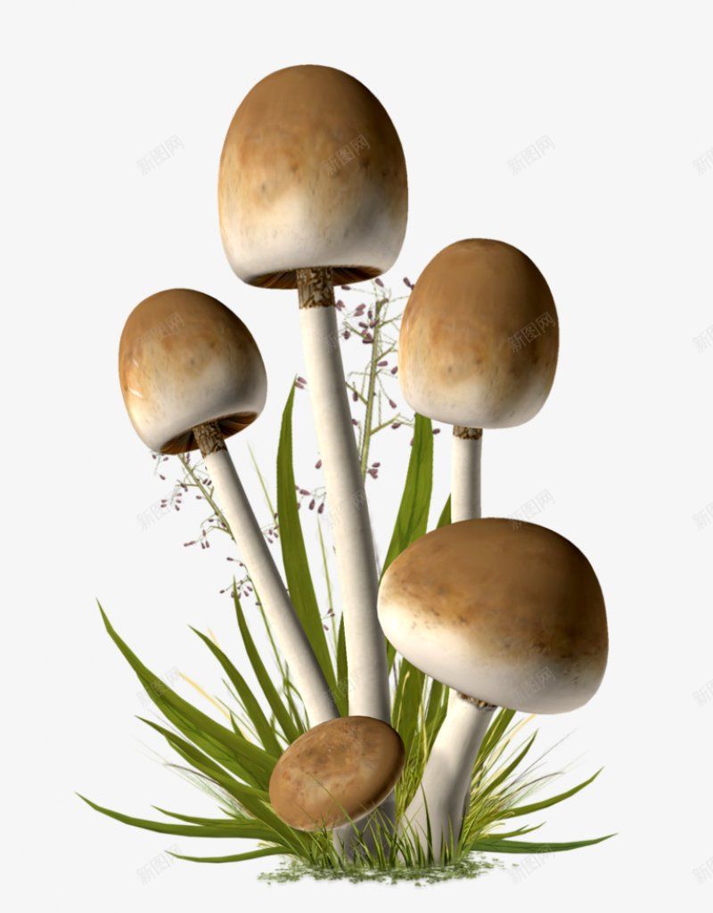 新鲜的土生蘑菇装饰插图png免抠素材_新图网 https://ixintu.com  蘑菇 插图 新鲜 棕色  味鲜 味美 食材 实物 草地 生长  装饰 