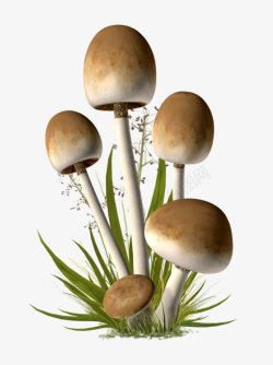 新鲜的土生蘑菇装饰插图素材