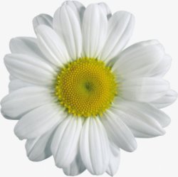 白色洋甘菊透明植物花朵鲜花花卉玫瑰花郁金素材