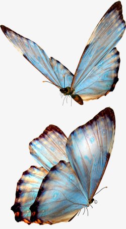 蝴蝶透明2动物集中营素材