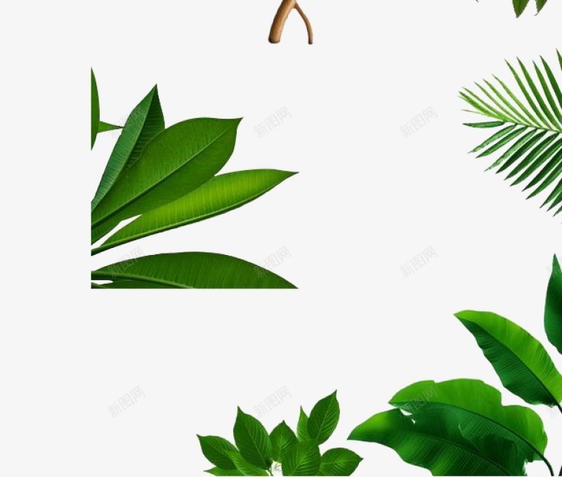 植物叶子框装饰图png免抠素材_新图网 https://ixintu.com 热带植物 叶子 绿叶  夏天  夏季  树叶 植物  简易边框  绿色装饰图