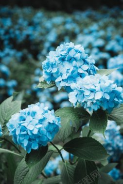 唯美唯美背景背景花蓝色的花蓝色的花背景背景图清新小背景
