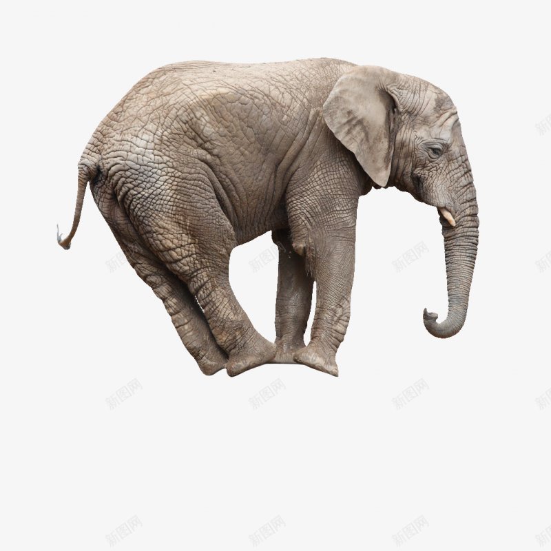 大象元素png免抠素材_新图网 https://ixintu.com 大象 动物 保护动物 草原 哺乳动物 珍惜 爱护 象牙