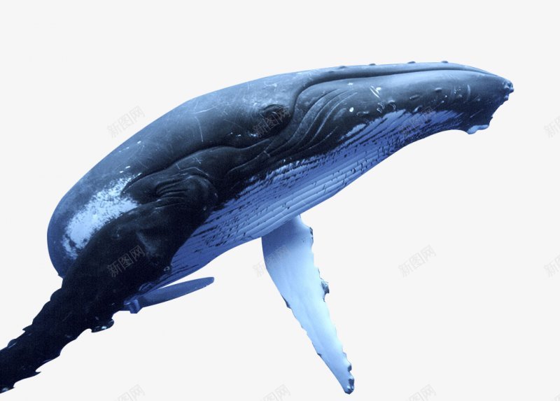 鲸鱼动物png免抠素材_新图网 https://ixintu.com 动物 鲸鱼