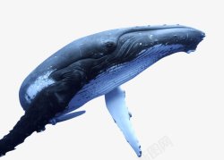 鲸鱼动物素材