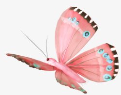 蝴蝶格式图蝴蝶昆虫透明图更新中素材