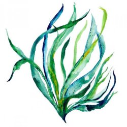 海洋绿植手绘水墨水草元素插画高清图片