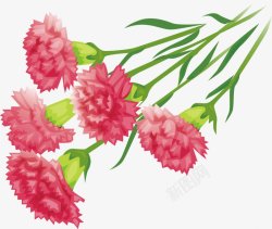 康乃馨母亲节感恩节2插画母亲节父亲教师节素材