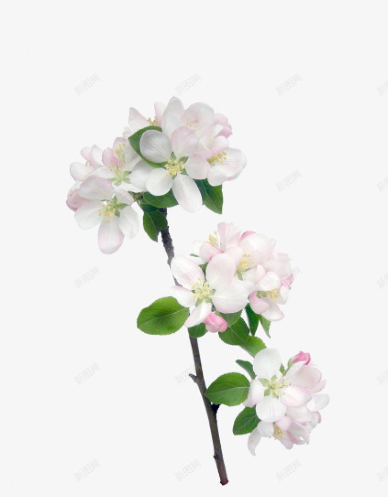 花朵一xcbwuyi6565wuyiplant图标png_新图网 https://ixintu.com plant wuyi xcbwuyi6565 花朵一
