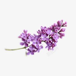 紫色丁香花透明灬小狮子灬植物花朵鲜花花卉玫瑰花郁金素材