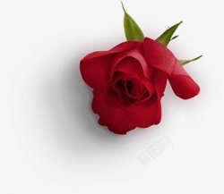 摄影真花玫瑰叶子745花朵植物玫瑰红玫瑰黑玫瑰黄玫素材