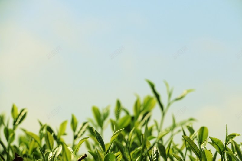 背景图绿色植物绿色植物叶子树木石头jpg设计背景_新图网 https://ixintu.com 叶子 树木 石头 绿色植物 高清背景图