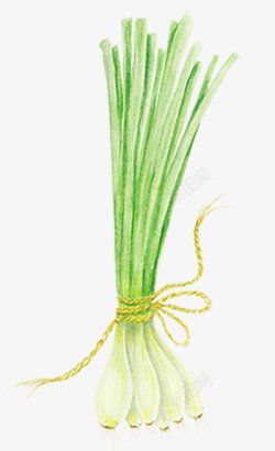 洋葱手绘蔬菜图手绘彩绘水彩插画素材