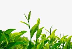 茶叶植物素材