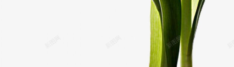 白色百合花卉花朵鲜花拍摄图png免抠素材_新图网 https://ixintu.com 静物摄影 植物 花卉 花朵 花瓣 装饰 观赏 花苞 鲜花 叶子 手绘花朵 白色花朵 花骨朵 透明背景图案 鲜花