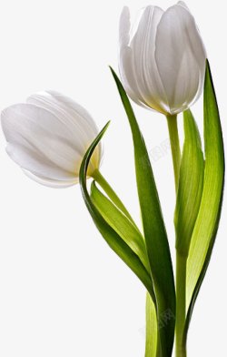 白色百合花卉花朵鲜花拍摄图素材