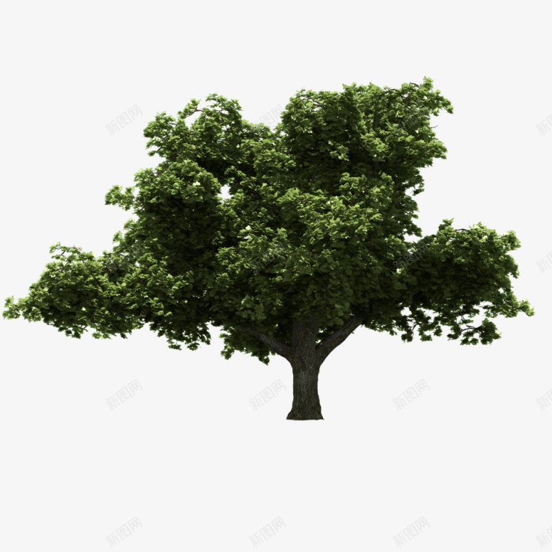 一棵大树元素png免抠素材_新图网 https://ixintu.com 树元素 绿叶 旺盛 茂密 绿植 立体