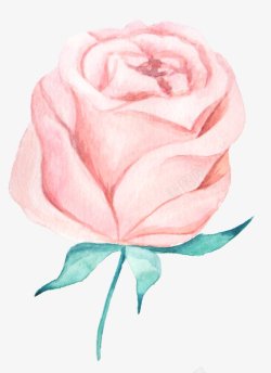 淡红色玫瑰花手绘单枝淡红色玫瑰花素材高清图片