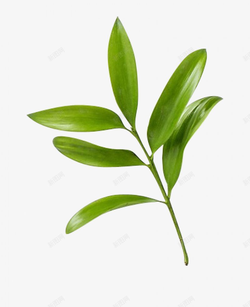 叶子俯视摆设花田喜饰png免抠素材_新图网 https://ixintu.com 俯视 叶子 摆设 花田喜饰