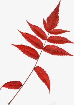 植物植物电商平面网页国外美术基础活动房地产c4db素材