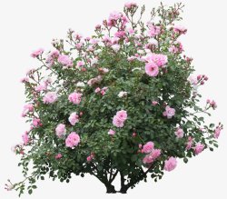 草类植物绿叶藤蔓叶子花朵薰衣草玫瑰花荷花荷叶荷花植素材