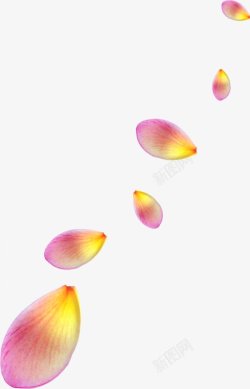 漂浮的鲜艳花瓣电商设计网页设计素材